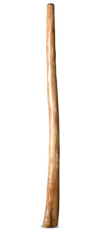 Jesse Lethbridge Didgeridoo (JL146)